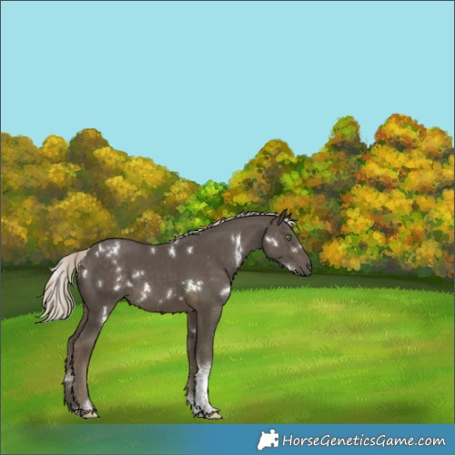 Horse Color:White Spotted Silver Smoky Black Tobiano Rabicano 