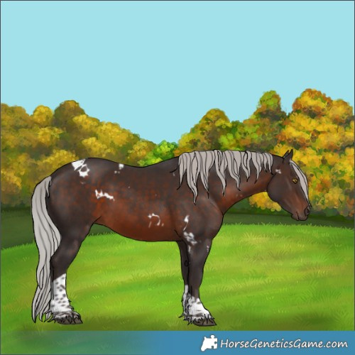 Horse Color:White Spotted Silver Brown Tobiano 