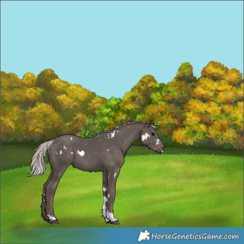 Horse Color:White Spotted Silver Black Tobiano 