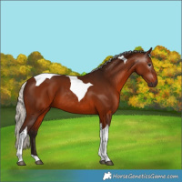 Horse Color:Gray Silver Bay Tobiano 