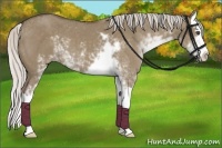 Horse Color:Silver Grullo Sabino Splash 