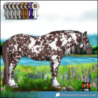 Horse Color:White Spotted Chocolate Brown Snowflake Varnish Rabicano