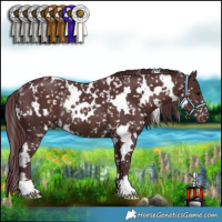 Horse Color:White Spotted Chocolate Brown Appaloosa Rabicano 