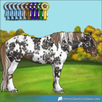 Horse Color:White Spotted Liver Chestnut Appaloosa Rabicano 