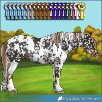 Horse Color:White Spotted Liver Chestnut Appaloosa Rabicano
