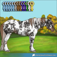 Horse Color:White Spotted Liver Chestnut Appaloosa Rabicano 