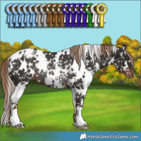 Horse Color:White Spotted Liver Chestnut Appaloosa Rabicano 