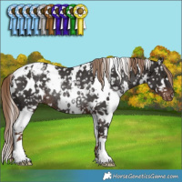 Horse Color:White Spotted Liver Chestnut Appaloosa Rabicano