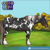 Horse Color:White Spotted Liver Chestnut Rabicano 