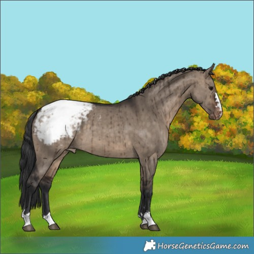 Horse Color:Brown Dun Appaloosa Brindle 
