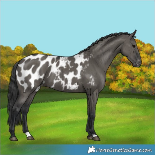 Horse Color:Grullo Appaloosa Brindle 