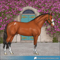 Horse Color:Bay Appaloosa