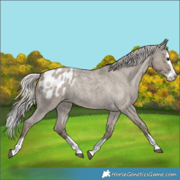 Horse Color:Silver Smoky Grullo Roan Splash Blanket Rabicano 