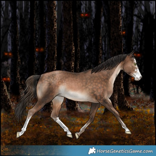 Horse Color:Bay Pearl Sabino Rabicano 