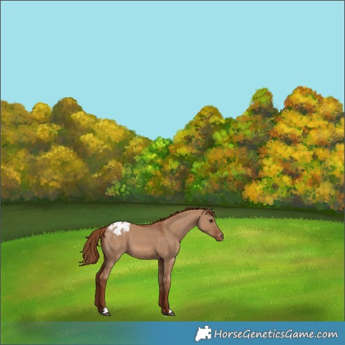 Horse Color:Red Dun Appaloosa 