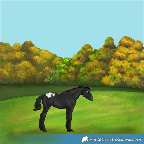 Horse Color:Gray Black Appaloosa 
