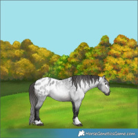 Horse Color:Gray Brown Roan Near Leopard 