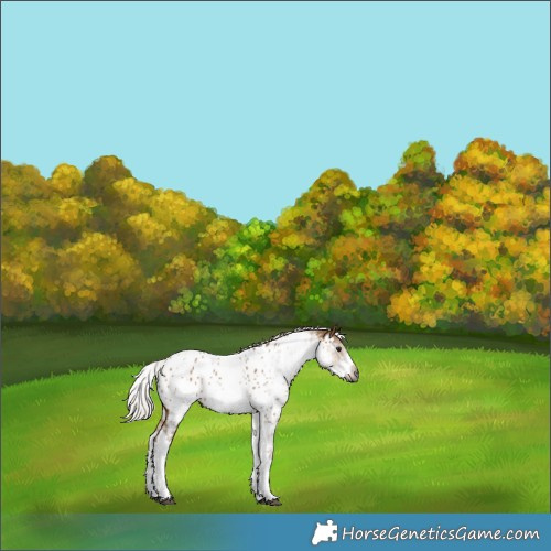 Horse Color:Gray White Spotted Silver Bay Dun Near Leopard 