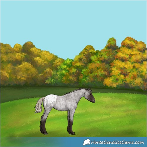Horse Color:Gray Silver Blue Roan Appaloosa 