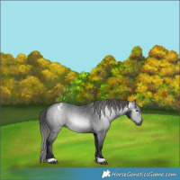 Horse Color:Gray Black Varnish 