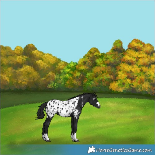 Horse Color:Gray Black Appaloosa 