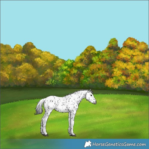 Horse Color:Gray Black Appaloosa 