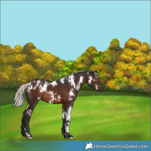 Horse Color:White Spotted Silver Brown Rabicano 