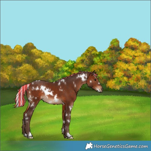 Horse Color:Painted White Spotted Silver Bay 