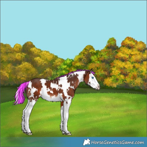 Horse Color:Painted White Spotted Silver Brown Splash 