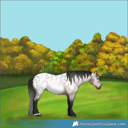 Horse Color:Gray Bay Roan Appaloosa 