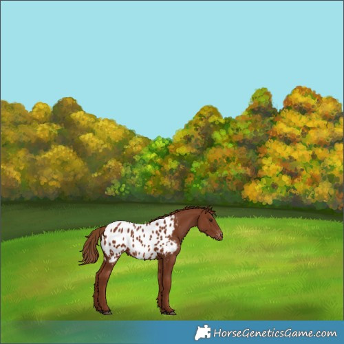 Horse Color:Chestnut Appaloosa 