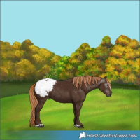 Horse Color:Gray Chestnut Snowcap 