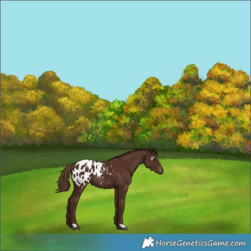 Horse Color:Gray Chestnut Appaloosa 