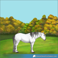 Horse Color:Gray Blue Roan Near Fewspot 