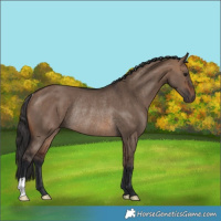 Horse Color:Brown Dun Rabicano 