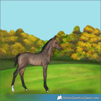 Horse Color:Brown Dun Rabicano 