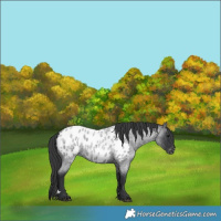 Horse Color:Blue Roan Appaloosa 