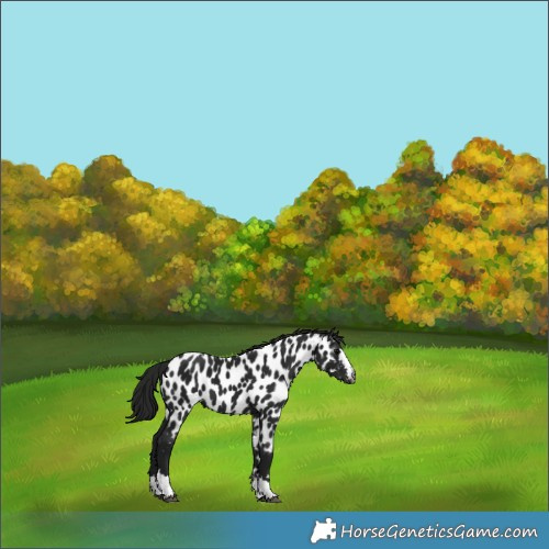 Horse Color:Gray Black Appaloosa 