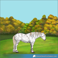 Horse Color:Gray Chestnut Leopard 