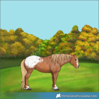 Horse Color:Chestnut Appaloosa 