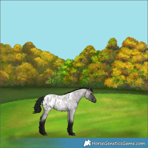 Horse Color:Gray Grullo Roan Blanket Rabicano 