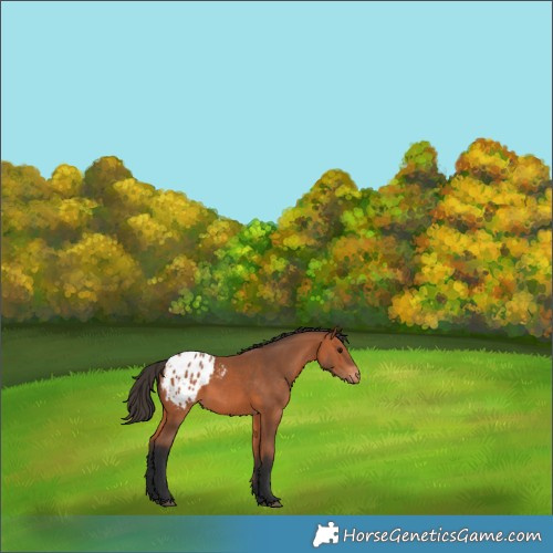 Horse Color:Bay Appaloosa 