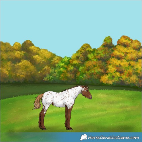 Horse Color:Gray Chestnut Appaloosa 
