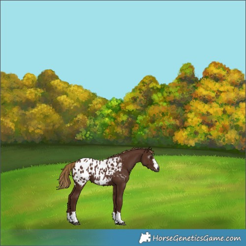 Horse Color:Gray Chestnut Blanket 