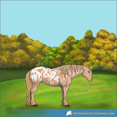 Horse Color:Chestnut Appaloosa 