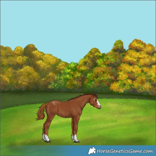 Horse Color:Gray Chestnut Appaloosa 