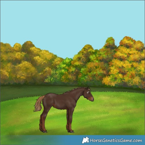 Horse Color:Gray Chestnut Appaloosa 