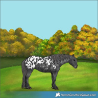 Horse Color:Black Near Leopard 