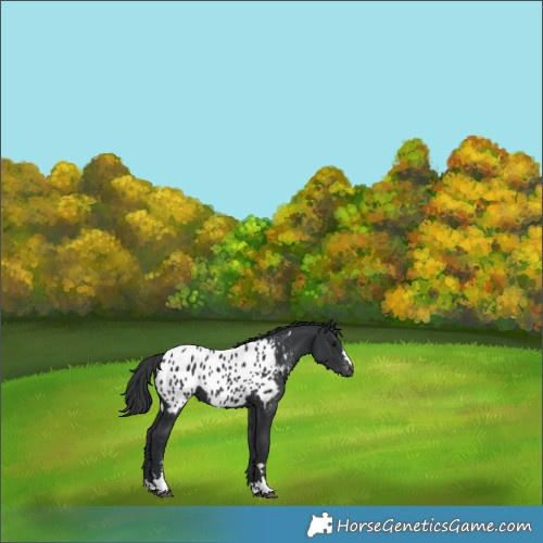 Horse Color:Black Appaloosa 