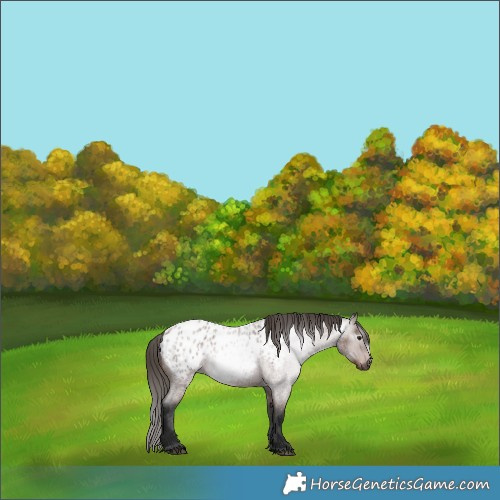 Horse Color:Gray Bay Roan Appaloosa 